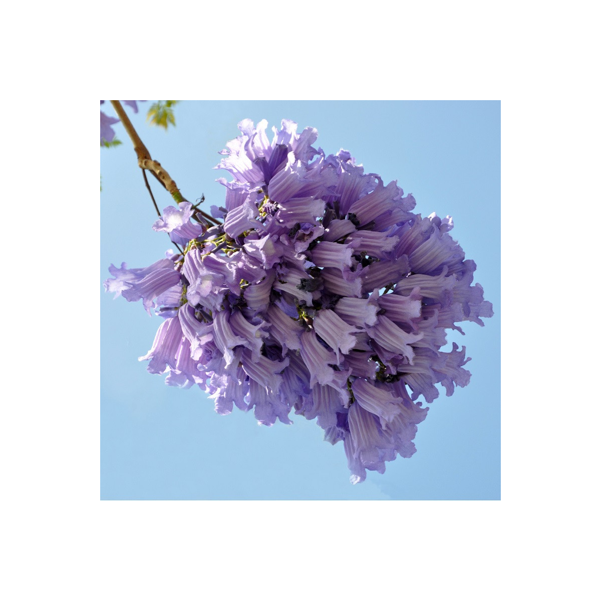 Žakaranda mimózolistá - Jacaranda mimosifolia - semená - 6 ks