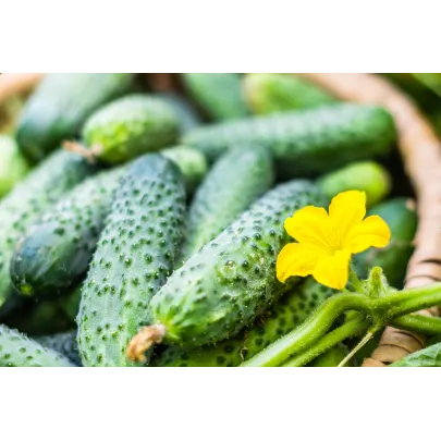 Uhorka Rhinsk - uhorka nakladačka - Cucumis sativus - 20 ks