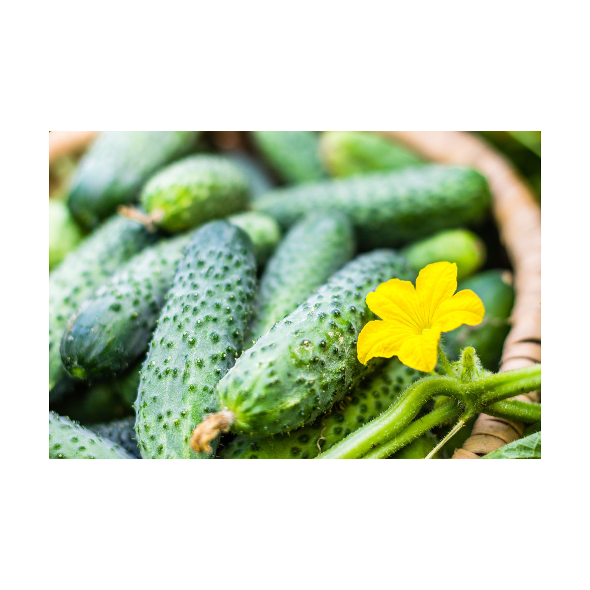 Uhorka Rhinsk - uhorka nakladačka - Cucumis sativus - 20 ks