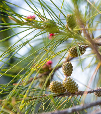 Tropický dub - Casuarina Cunninghamiana - semená - 5 ks