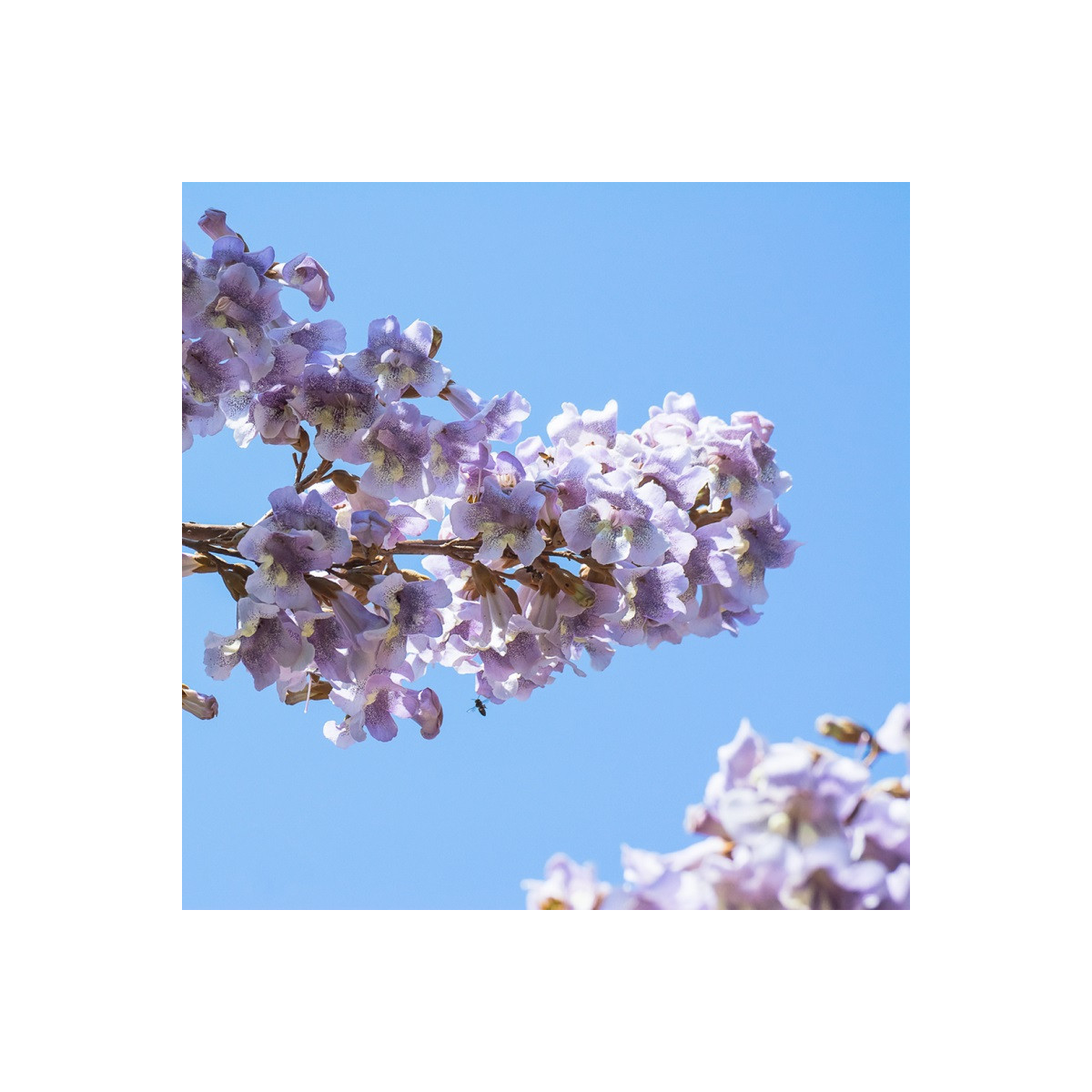 Paulovnia catalpifolia - Paulownia - semená - 15 ks