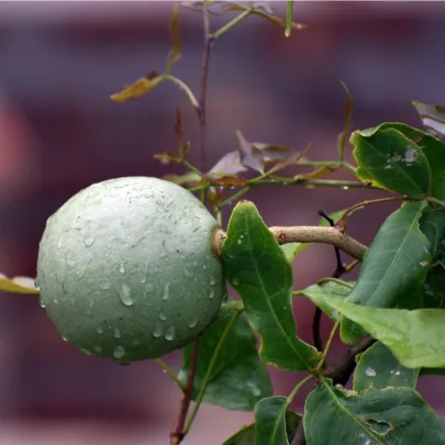 Oslizák ľúbezný - Aegle marmelos - semená - 3 ks