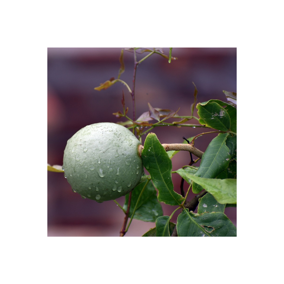 Oslizák ľúbezný - Aegle marmelos - semená - 3 ks