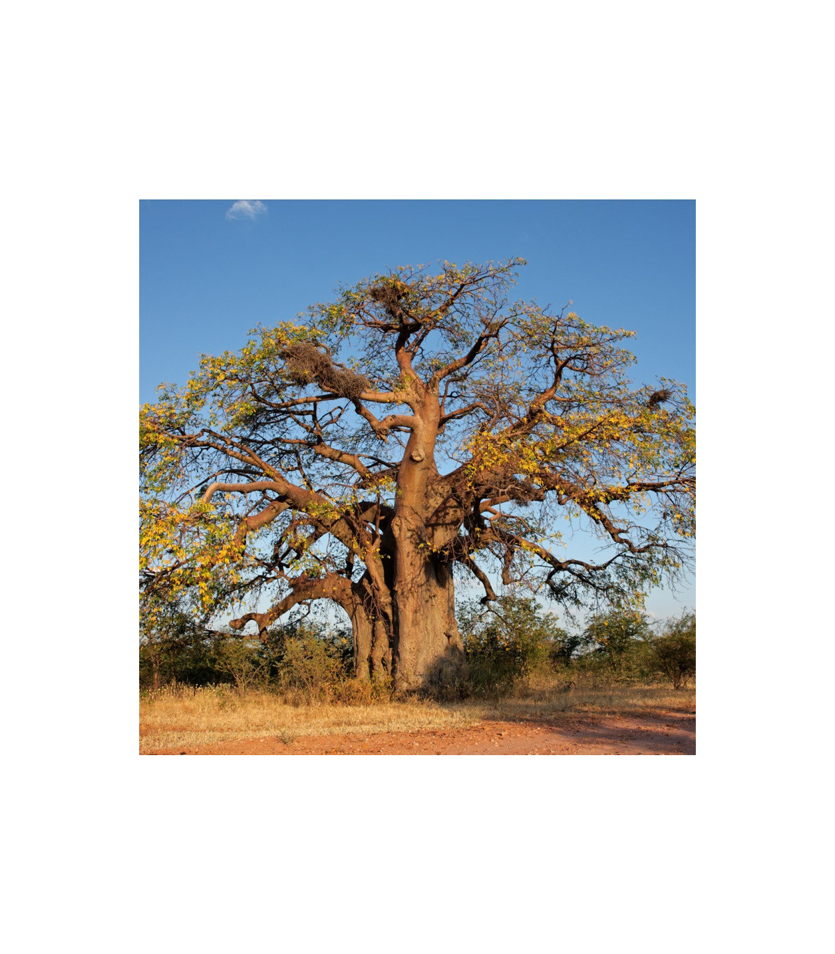 Baobab africký - semená baobabu - Adansonia digitata - 3 ks