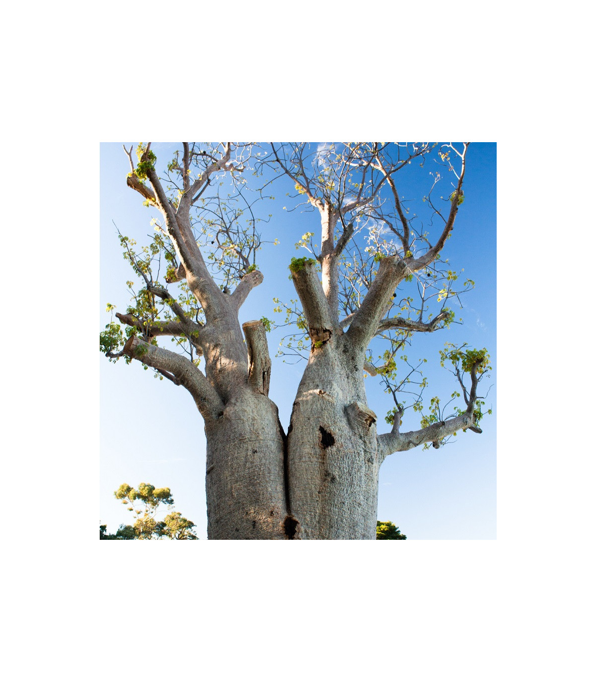 Baobab Fony - Fľaškový strom - semená baobabu - 2 ks - Adansonia fony