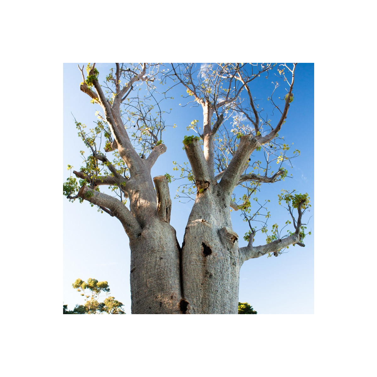 Baobab Fony - Adansonia fony - semená - 2 ks