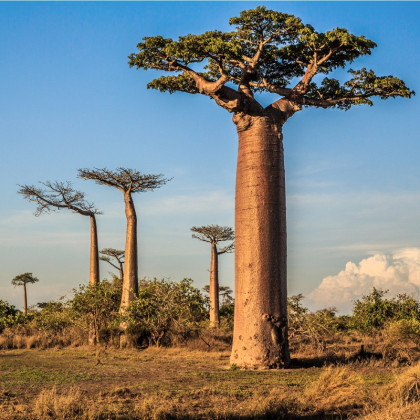 Baobab grandidieri - semená - 2 ks - Adansonia grandidieri 