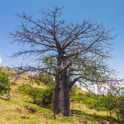 Fľaškovník - semená baobabu - 2 ks - Adansonia suarezensis