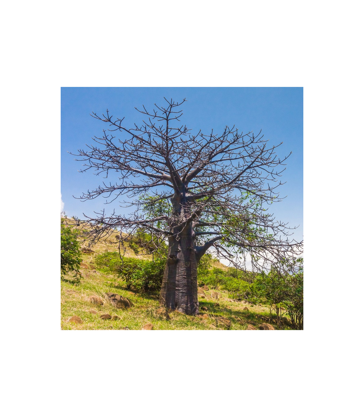 Baobab suarézsky – Adansonia suarezensis – semená