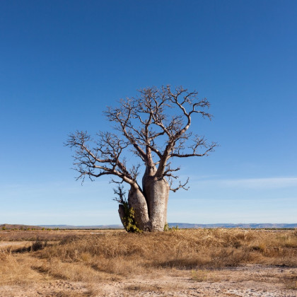 Austrálsky baobab – Adansonia gregorii – semená baobabu