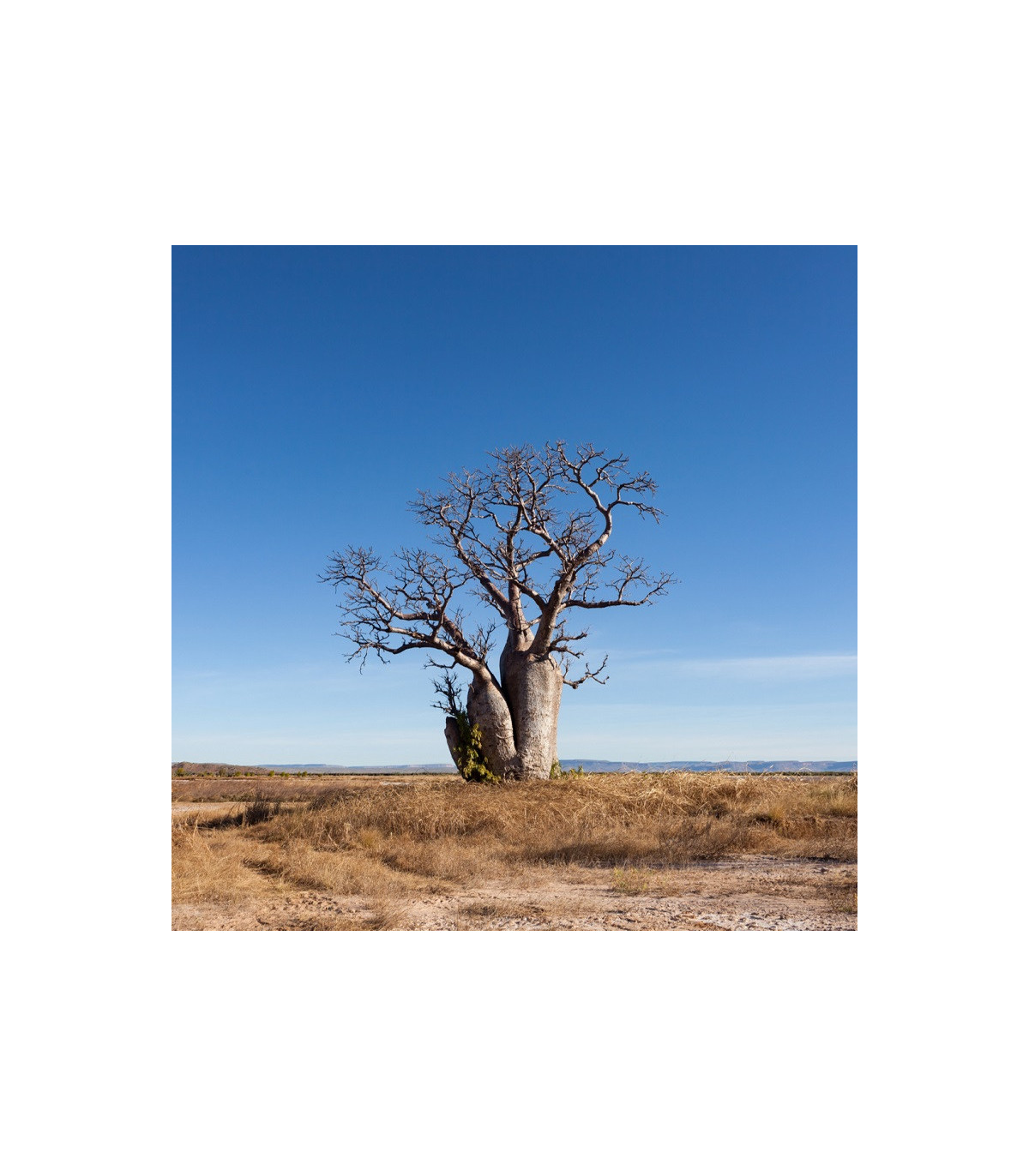 Austrálsky baobab - semená baobabu - 2 ks - Adansonia gregorii
