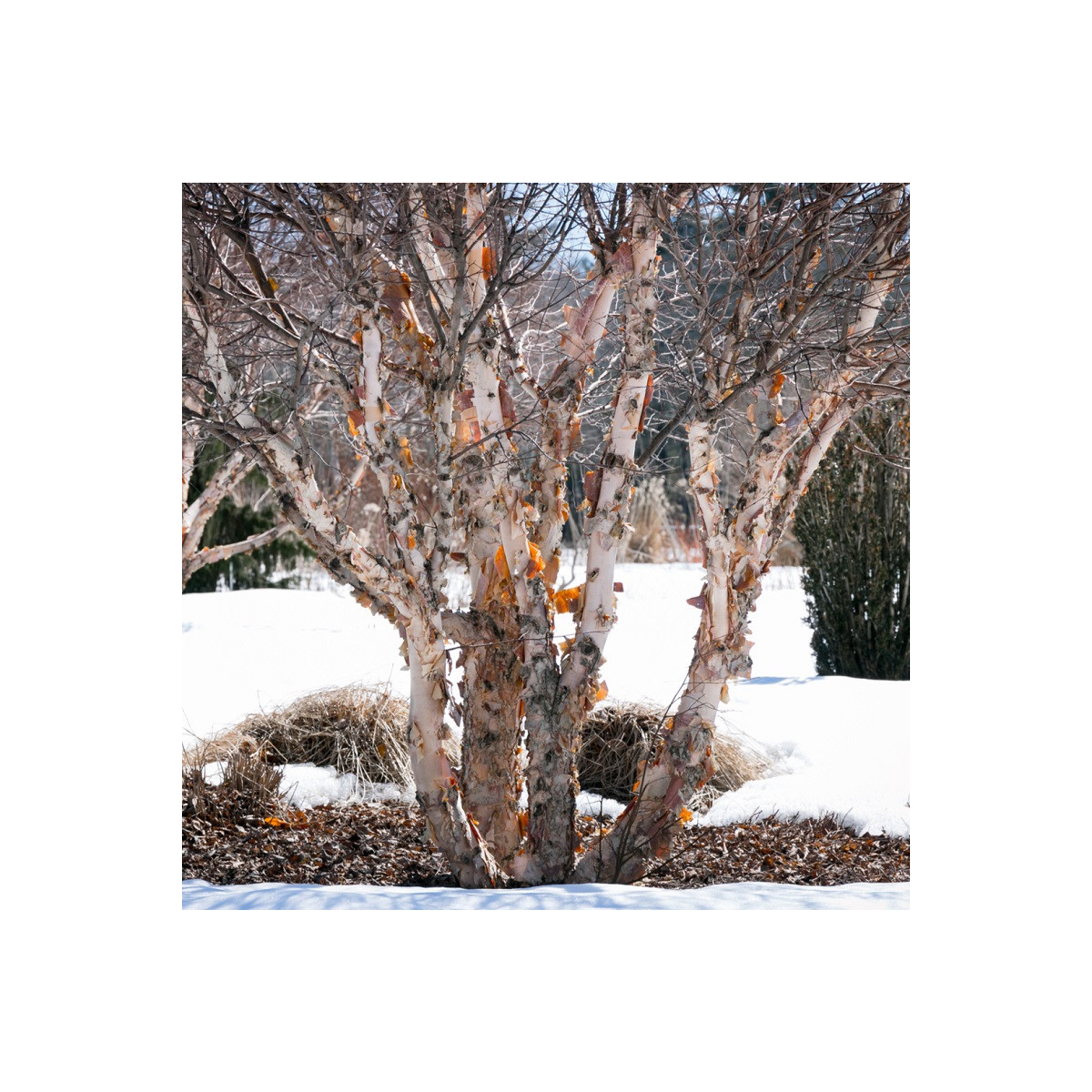 Breza čierna - Betula nigra - semená - 15 ks