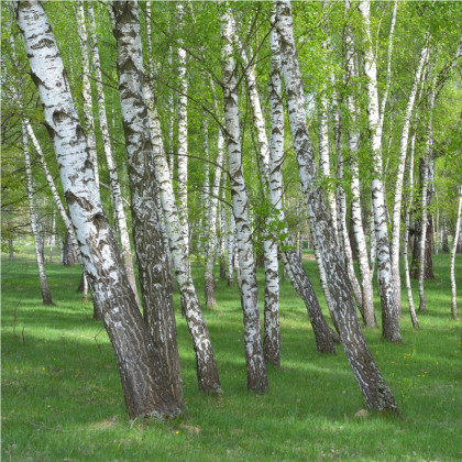 Breza bielokôra - predaj semien brezy - 15 ks - Betula pendula