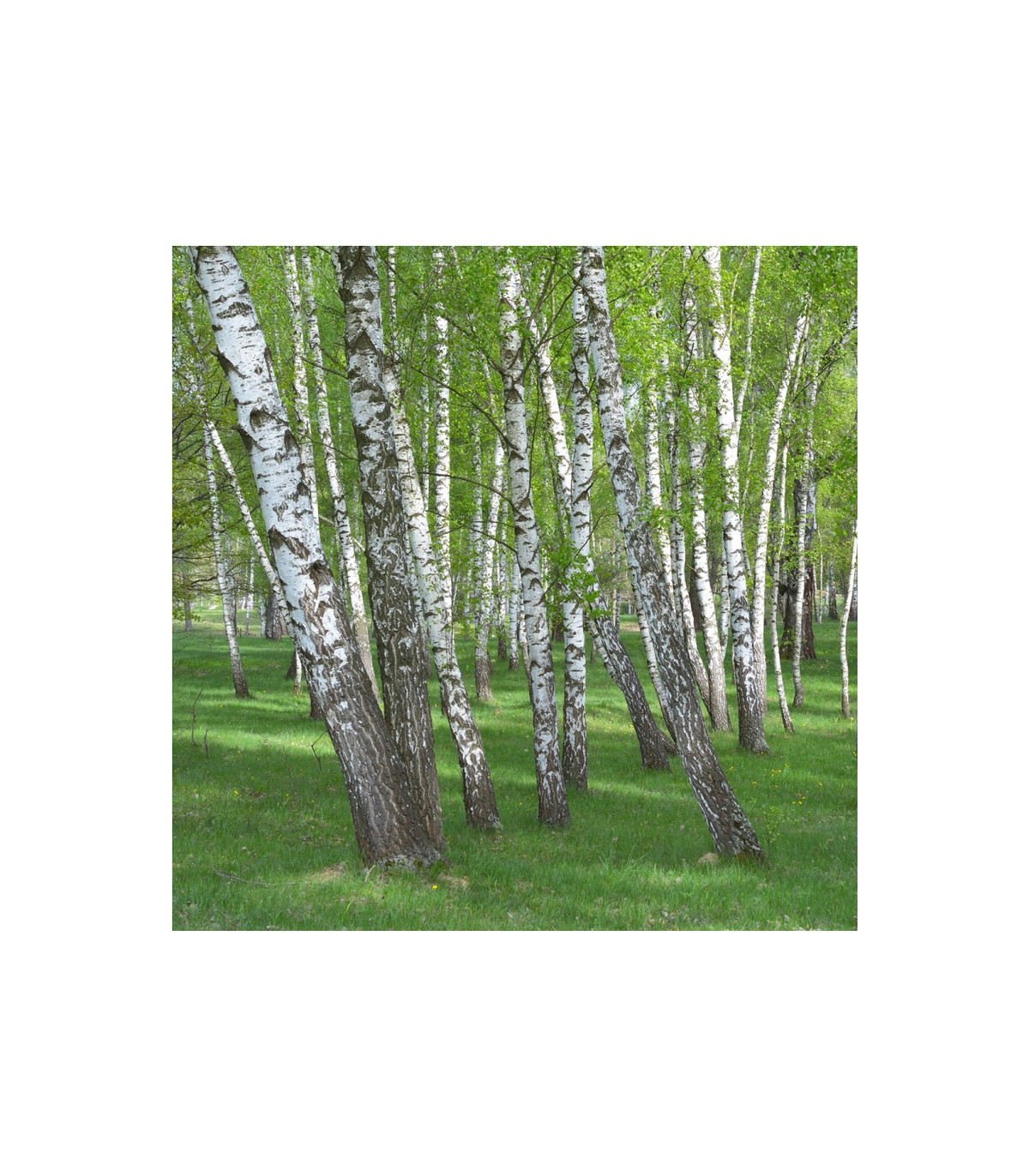 Breza bielokôra - predaj semien brezy - 15 ks - Betula pendula