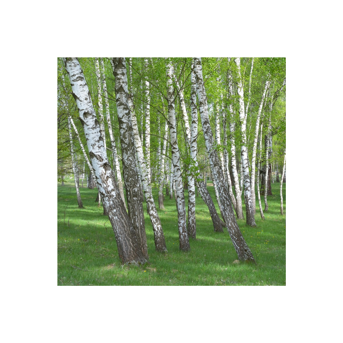 Breza bielokôra - Betula pendula - semená - 15 ks