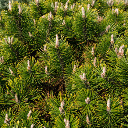 Borovica pokrútená - Pinus contorta - semená - 7 ks