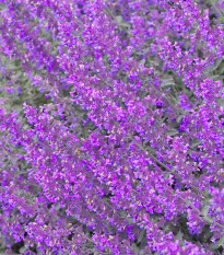 Kocúrnik ružový - Nepeta nervosa - semená - 15 ks