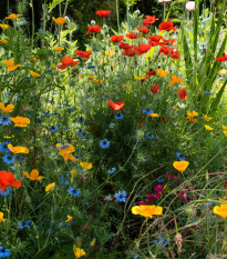 Zmes letničiek Last minute - lúčna zmes - 0,5 g