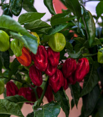 Chilli Bhut Jolokia - Capsicum chinense - semená - 10 ks