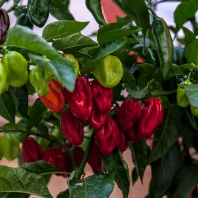 Chilli Bhut Jolokia - Capsicum chinense - semená - 10 ks