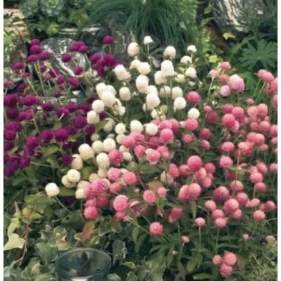 Gomfréna guľovitá zmes farieb - Gomphrena globosa - semená - 35 ks