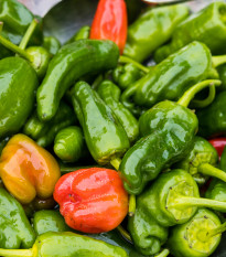 Chilli Pimentos de Padron - Capsicum annuum - semená - 7 ks