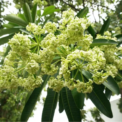 Pulai - Alstonia scholaris - semená - 8 ks