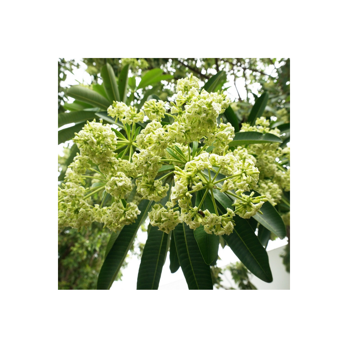 Pulai - Alstonia scholaris - semená - 8 ks