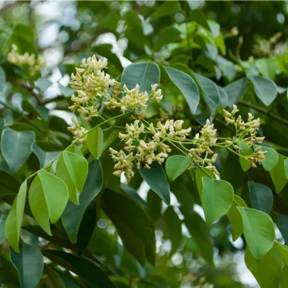 Dalbergia čierna - Dalberhia nigra - semená - 5 ks