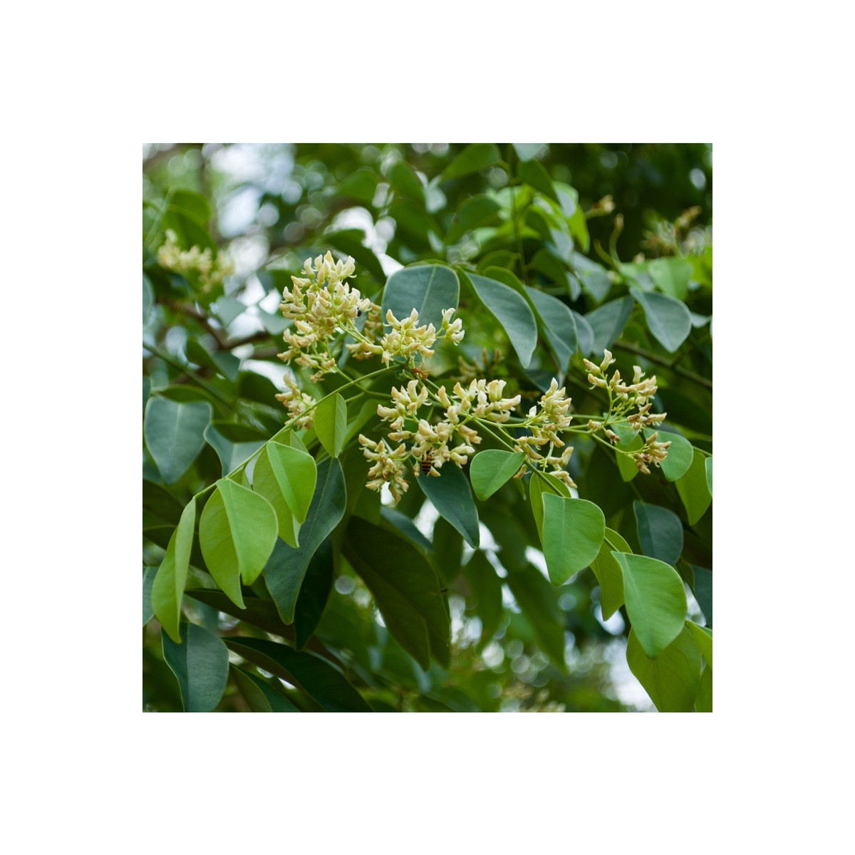 Dalbergia čierna - Dalberhia nigra - semená - 5 ks