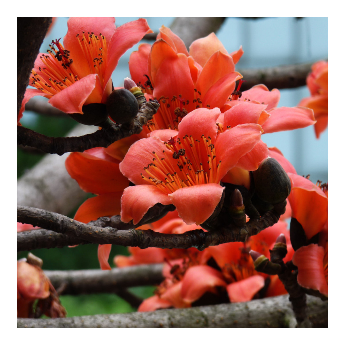 Bombax ceiba - semená - 6 ks