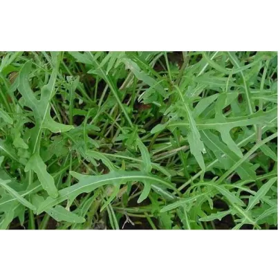 BIO rukola Roma - bio semená rukoly - 50 ks