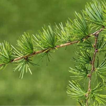 Smrekovec Gmelinov - Larix gmelinii - semená - 10 ks