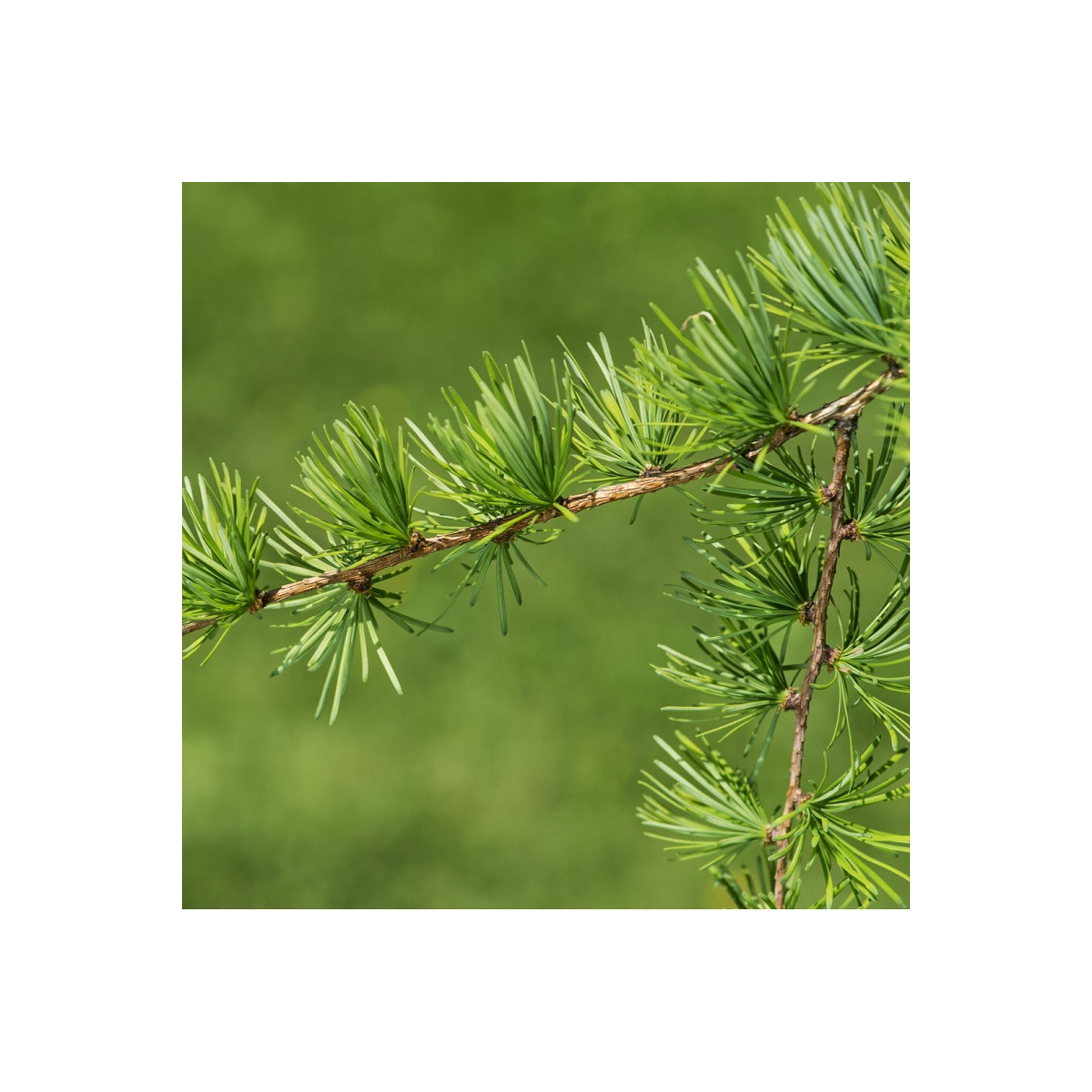 Smrekovec Gmelinov - Larix gmelinii - semená - 10 ks