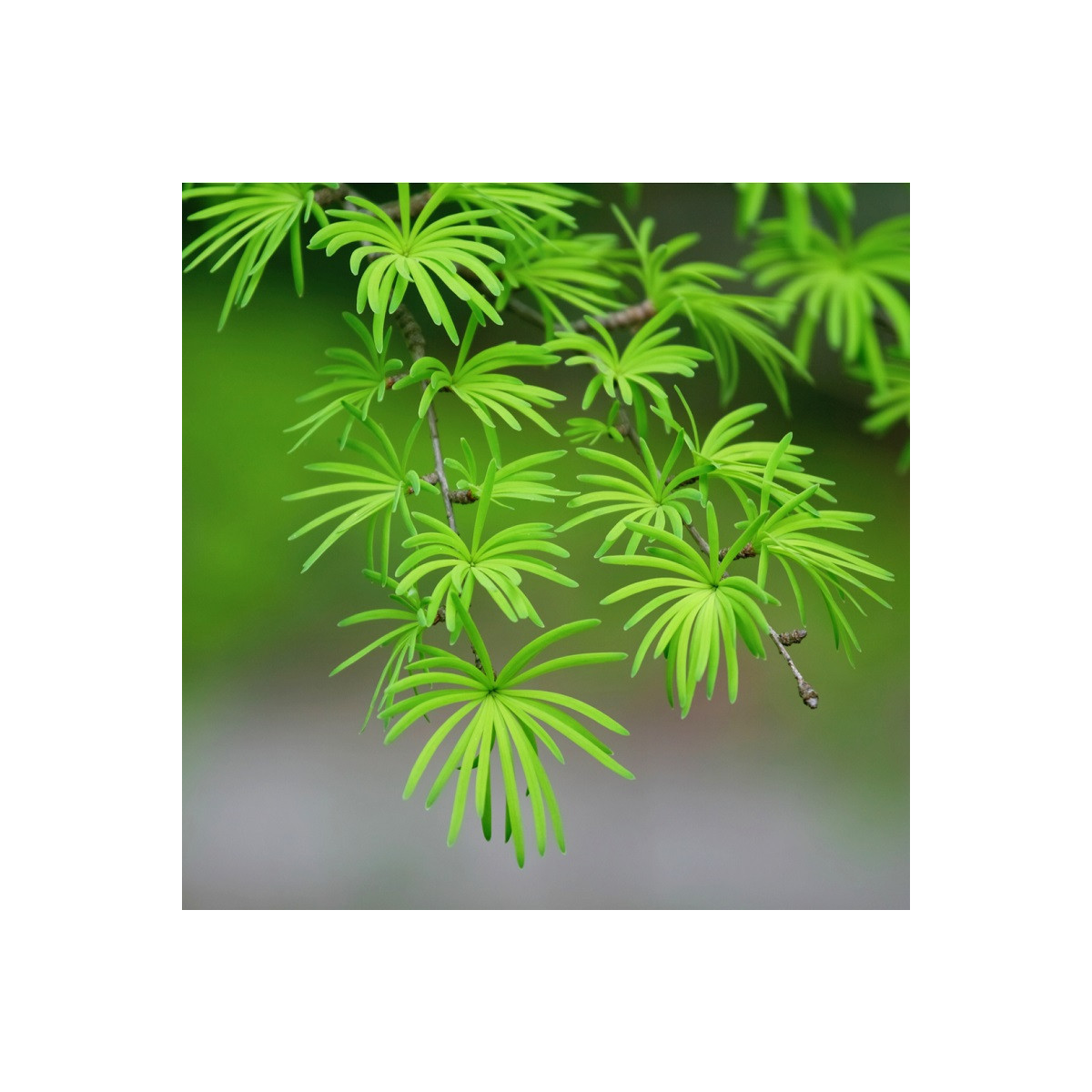 Pasmrekovec lubezny - Pseudolarix amabilis - semená - 6 ks