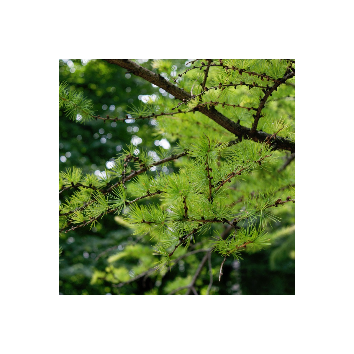 Smrekovec sibírsky - Larix sibirica - semená - 10 ks