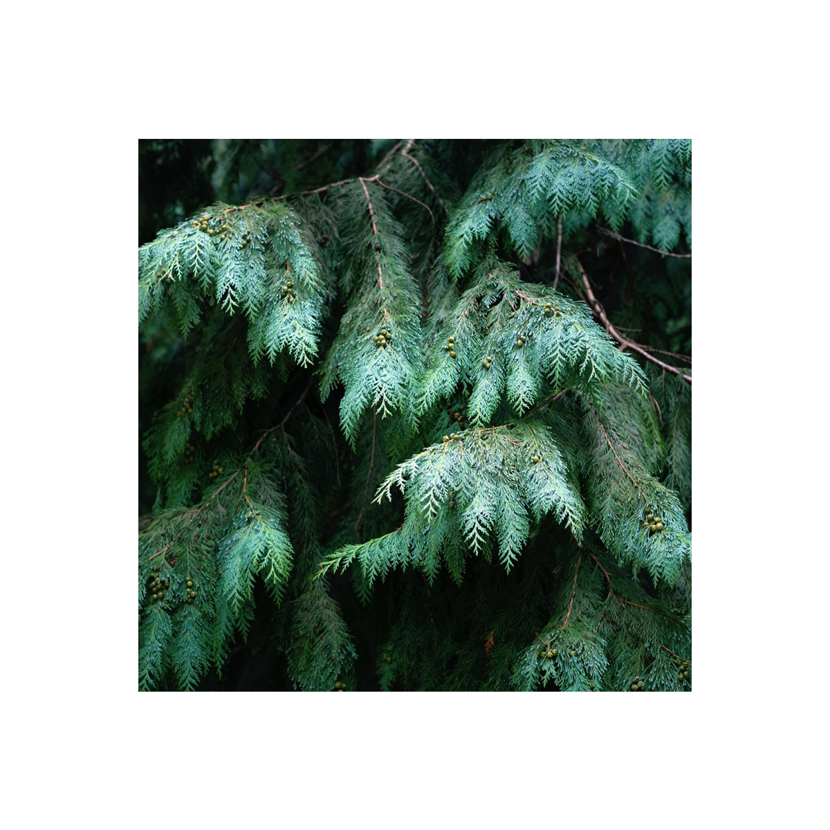 Cyprus portugalský - Cupressus lusitanica - semená - 7 ks