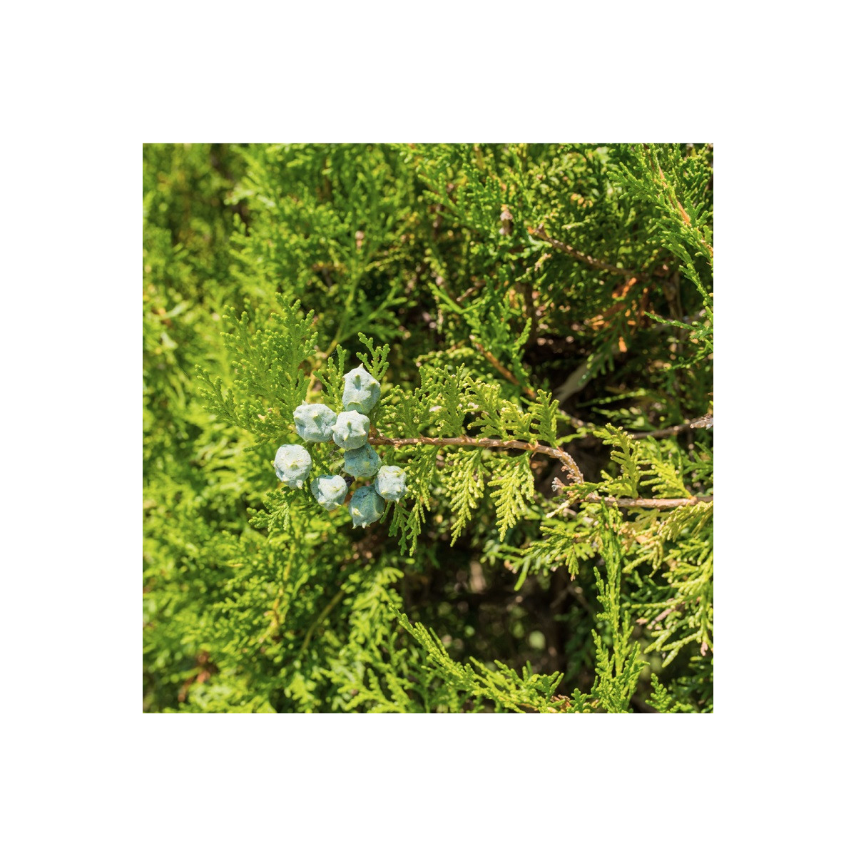 Cypruštek Lawsonov - Chamaecyparis lawsoniana - semená - 10 ks