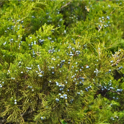 Borievka - Juniperus excelsa - semená - 5 ks