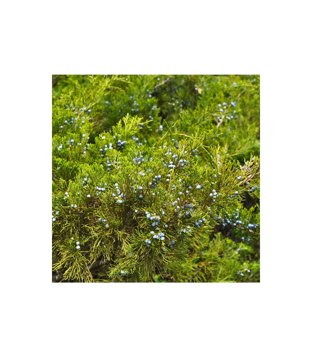 Borievka - Juniperus excelsa - predaj semien borievky - 5 ks