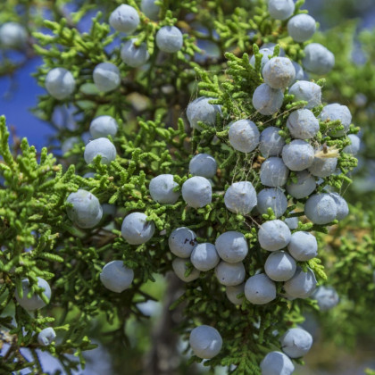 Borievka osteosperma - semená - 5 ks - Juniperus osteosperma