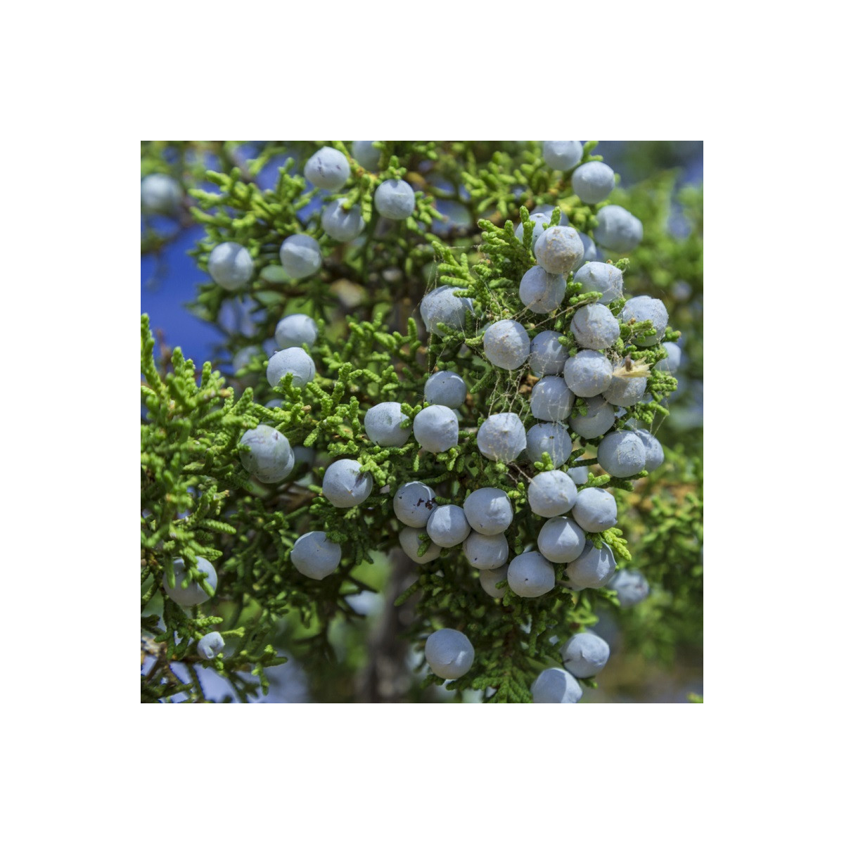 Borievka osteosperma - Juniperus osteosperma - semená - 5 ks