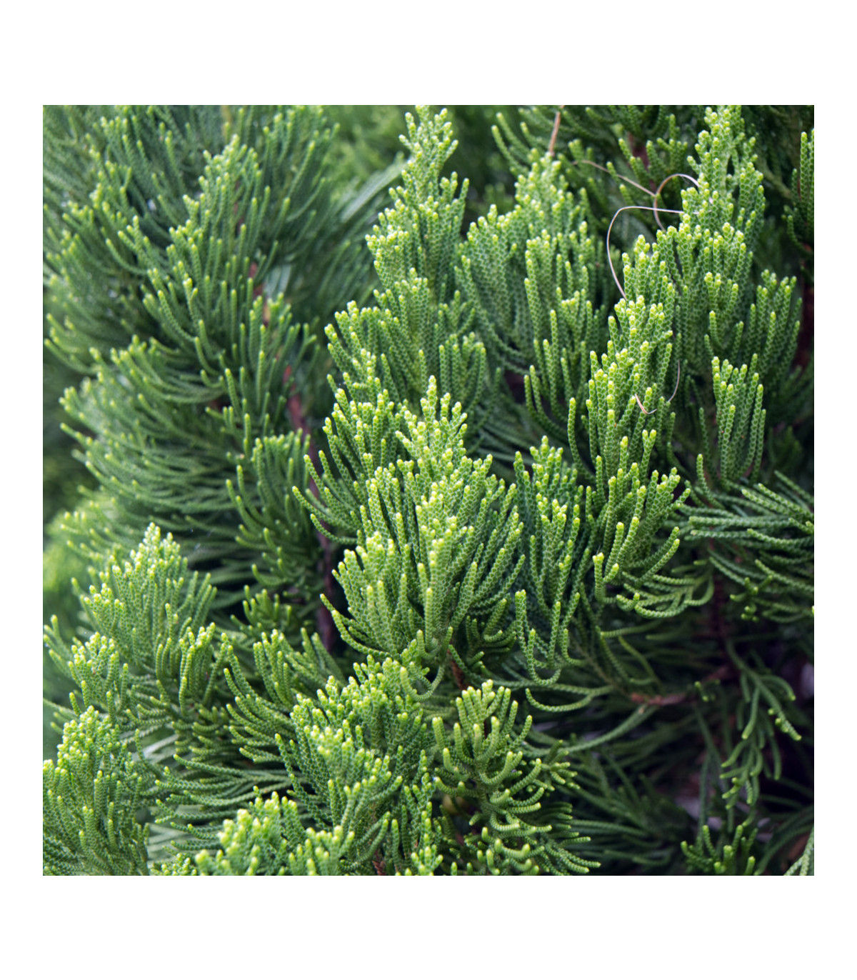 Borievka čínska - semená borievky - 5 ks - Juniperus chinensis