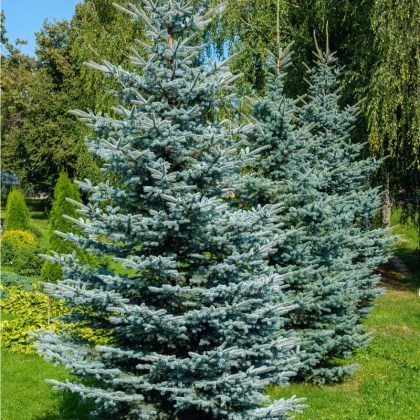 Smrek štetinatý - Picea asperata - semená - 8 ks