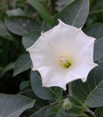 Durman obyčajný - Datura Stramonium - semená - 5 ks