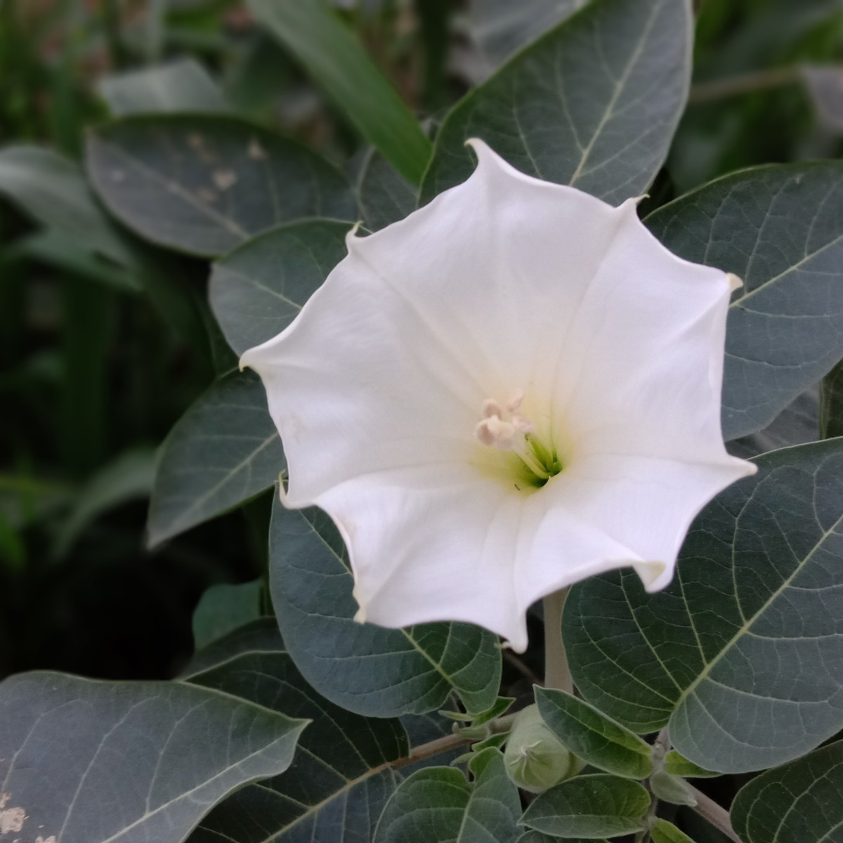 Durman obyčajný - Datura Stramonium - semená - 5 ks