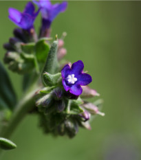 Pilát kapský - Anchusa capensis - semená - 50 ks
