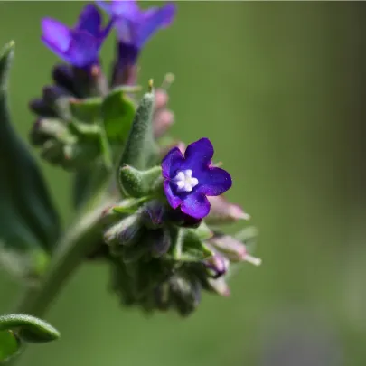 Pilát kapský - Anchusa capensis - semená - 50 ks