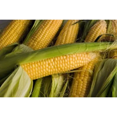 Kukurica cukrová Ombra F1 - Zea mays - semená kukurice - 15 ks