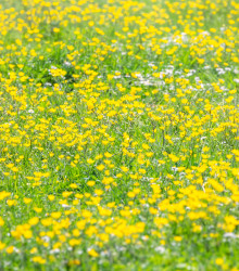 Letničky zmes - Záhradný sen v žltej - lúčna zmes - 0,9 g